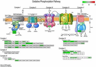 Oxidative Phosphorylation Is Dysregulated Within the Basocortical Circuit in a 6-month old Mouse Model of Down Syndrome and Alzheimer’s Disease